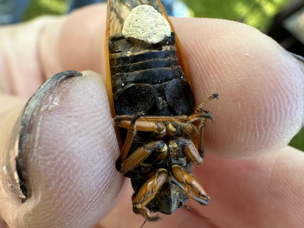 An infected cicada, pictured on May 20 near Champaign, Illinois.  