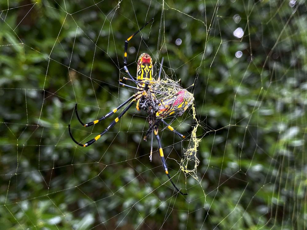 A Joro spider is seen in Johns Creek, Ga., on Oct. 24, 2021. Populations of the species, native to East Asia, have been growing in parts of the South and East Coast for years and many researchers think it's only a matter of time before they spread to much of the continental U.S.