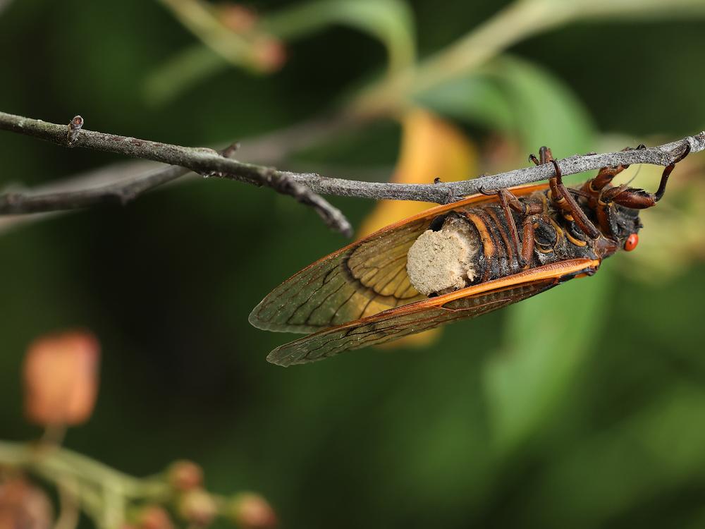 Showing a plug of spores where its abdomen used to be, a periodical cicada infected with the fungal parasite <em>Massospora cicadina</em> is pictured in Takoma Park, Md., in 2021. 
