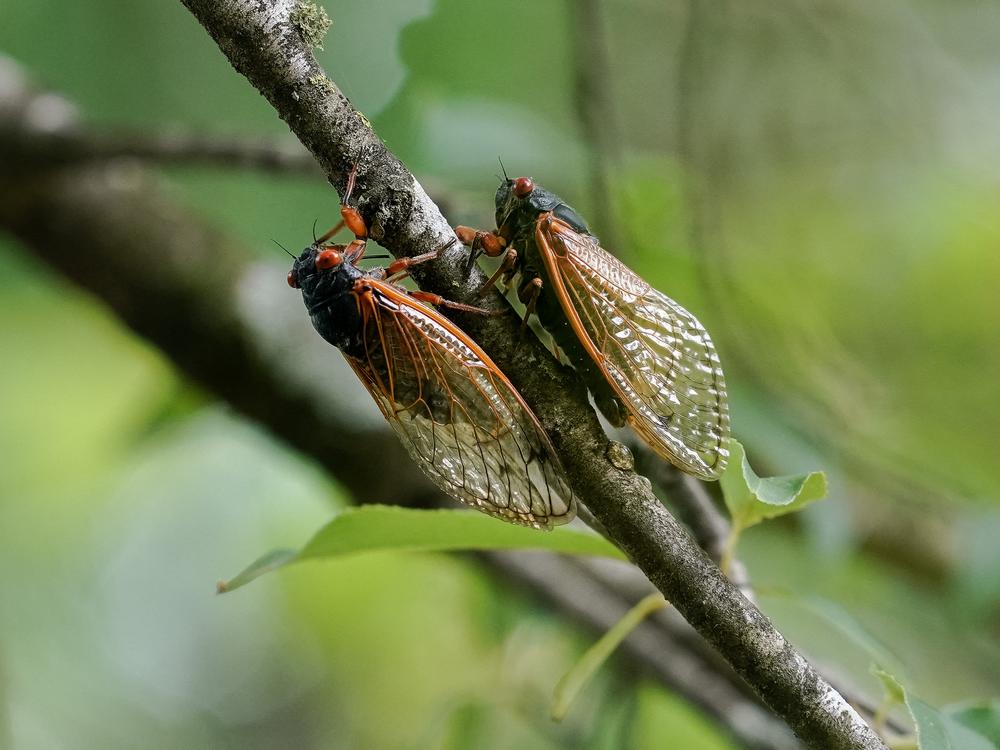 Cicadas from brood XIX are seen on a tree in Angelville, Georgia on May 23.