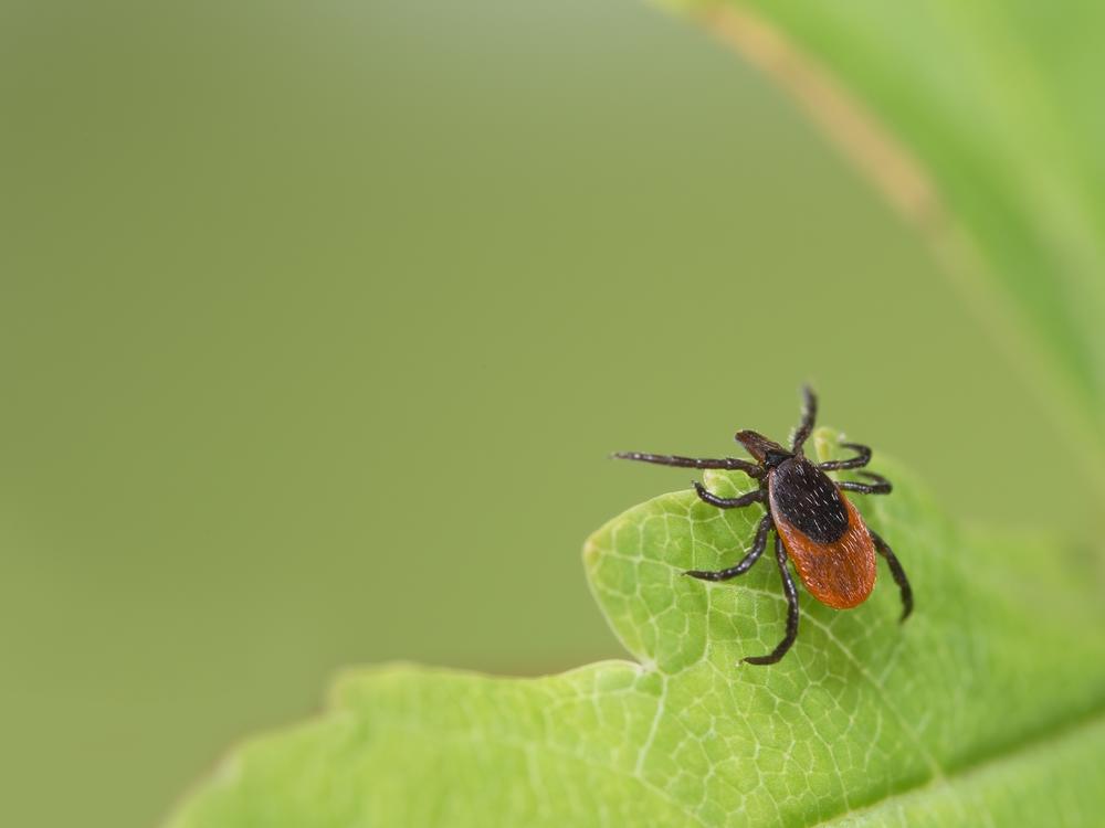 Tick-borne diseases like Lyme disease and babesiosis are spreading in the U.S.