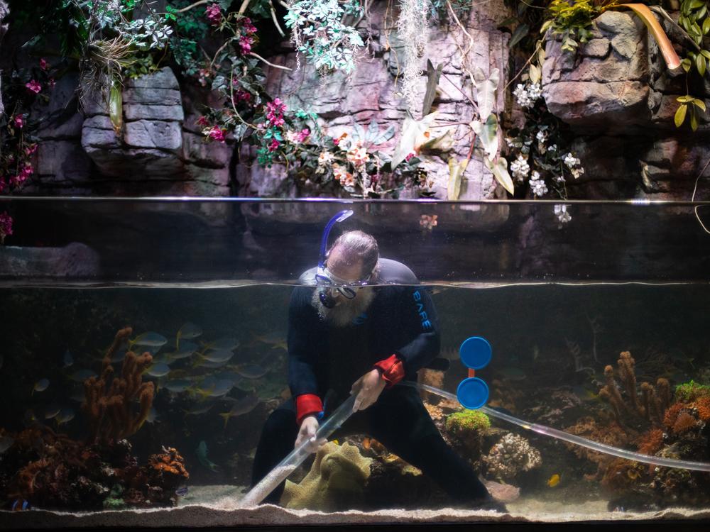 Aquatic species need specific water temperatures, pressure and chemistry. Specialized care at the Aquarium of the Pacific is often given by volunteers like Shaw Droker.