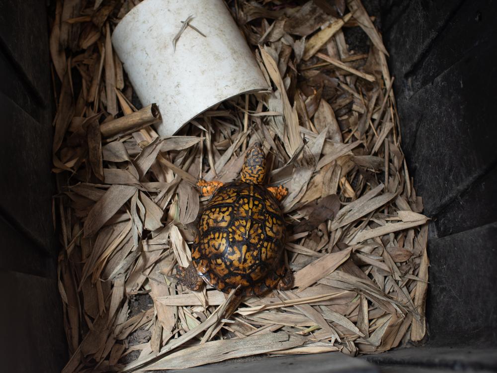 <em>The patterns on box turtle shells are meant to emulate dappled light coming through trees to help the animals camouflage in their native forests of eastern North America. Their bright coloration also makes them more desirable for the pet trade. </em><br>