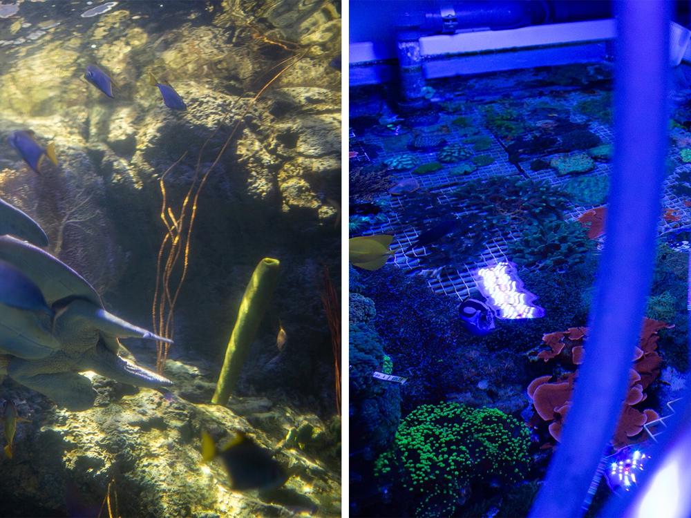 Left: The turtle pictured here was confiscated and has been living at the aquarium since the 1990’s. Right: Tropical corals are very popular with aquariasts in the U.S. They’re often confiscated by authorities because they’re misidentified.