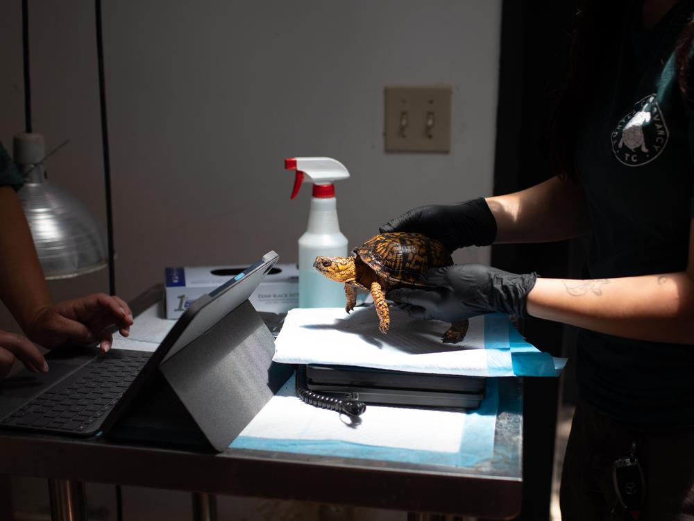 When animal care providers receive confiscated animals, they’re often malnourished, sick and distressed. Each animal is inspected and triaged to give it specific care. <br>