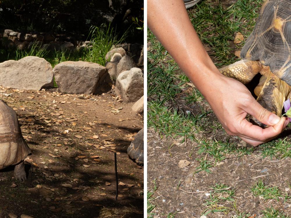 Left: A Ploughshare Tortoise (center), native to Madagascar, is critically endangered due to poaching from the pet trade. Their rareness adds to their value on the illegal market. For poachers, Liu said, “It’s like finding a gold brick on the ground.” Right: Due to their golden coloration and friendly personalities, the Radiated Tortoise is one of the most heavily poached animals in the world, Liu said. <br>
