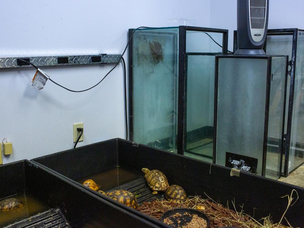 Confiscated live animals are temporarily held in what the U.S. Fish and Wildlife Service calls their “live room” at an office building near Los Angeles International Airport, while authorities try to find them longer-term housing and specialized care.