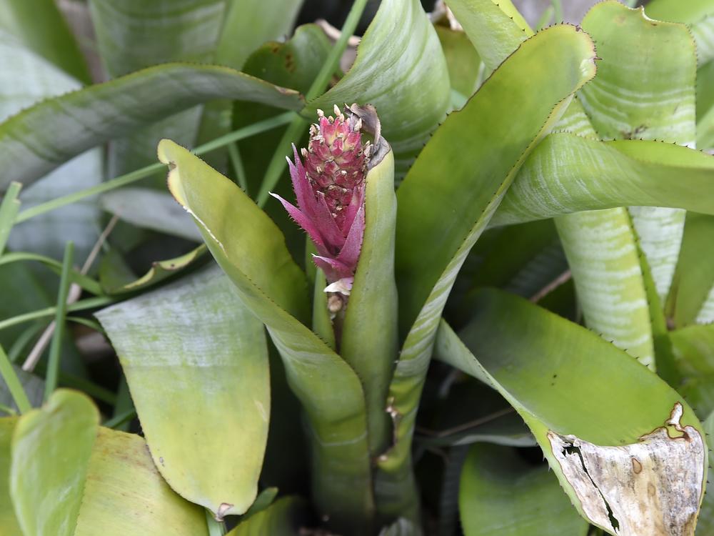 A bromeliad in Miami, Fla.