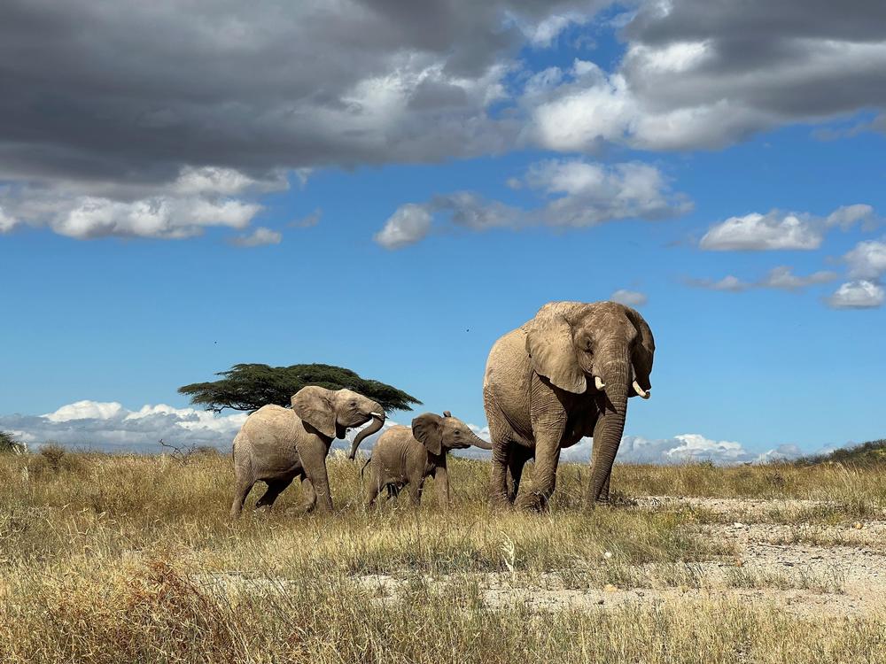 This adult elephant in Kenya was named 
