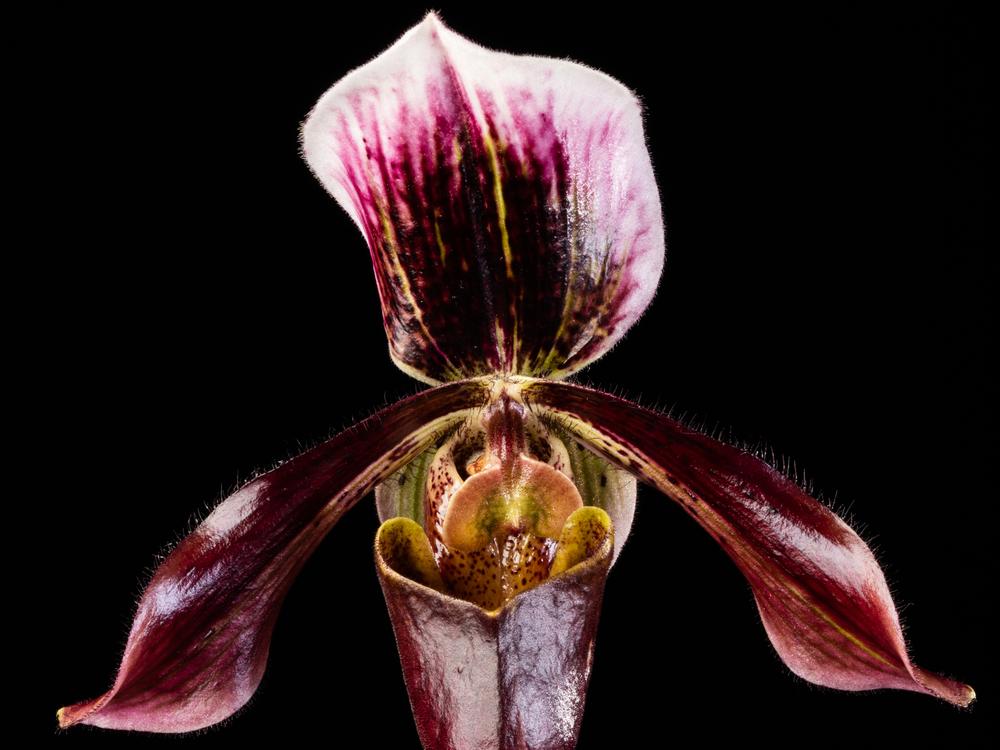  A slipper orchid clonal hybrid known as Paphiopedilum Saint Albans 