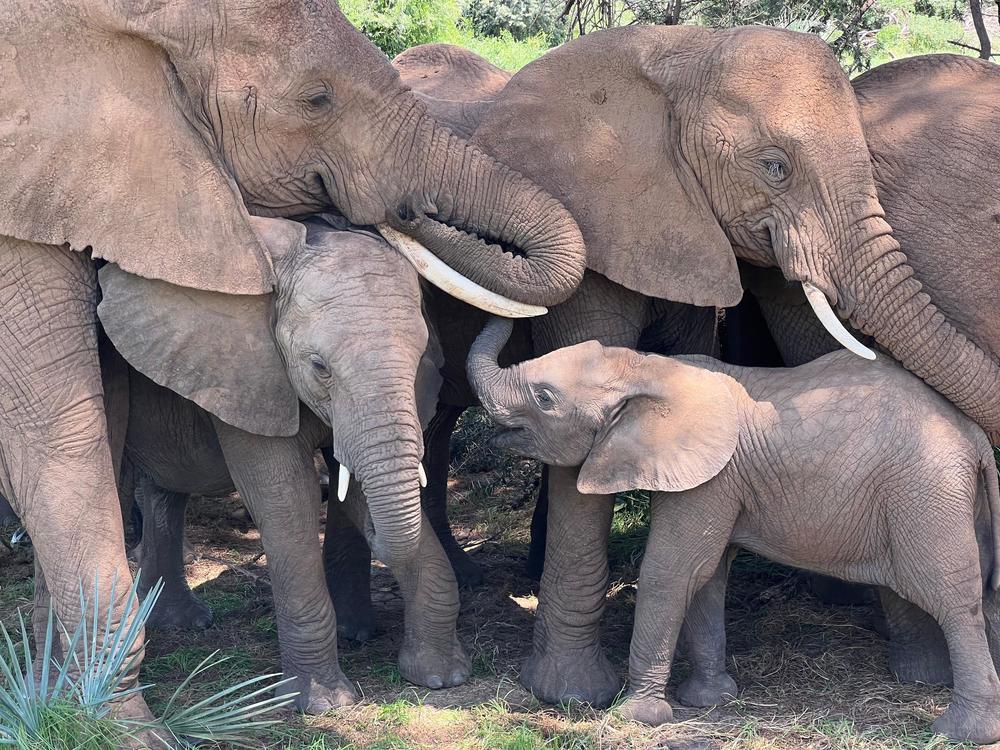 An elephant family relaxes under a tree in the afternoon in Samburu National Reserve, Kenya.<br>