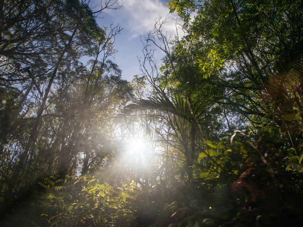 Many of Hawaii’s native forests have disappeared, cut down as farming and ranching expanded. Invasive tropical plants have also crowded out native species.<br/>