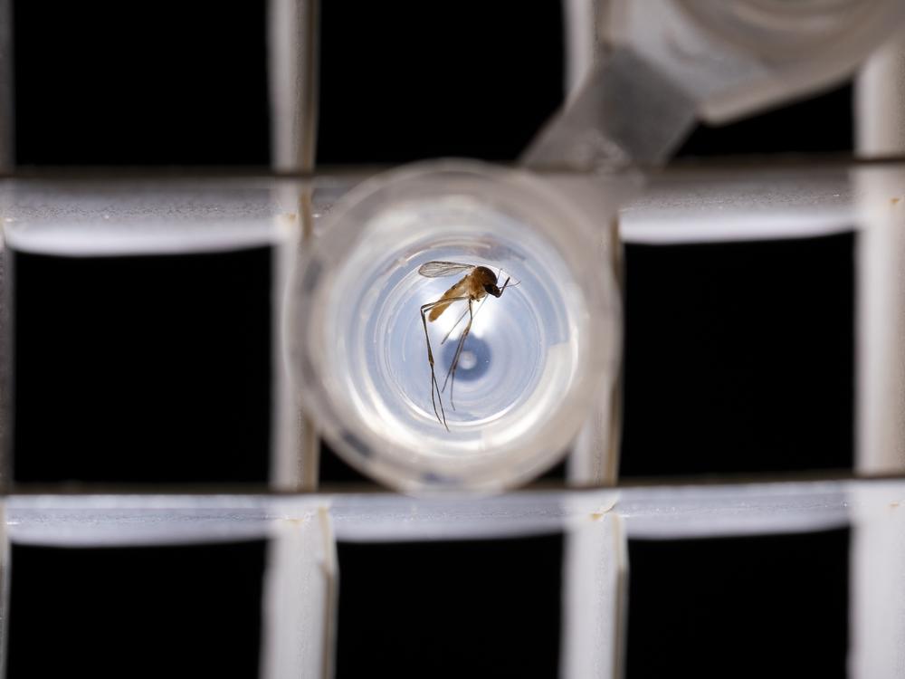 Mosquitoes are not native to Hawaii and were likely brought in on a ship accidentally in the 1800s. A hotter climate is allowing them to expand their range even farther on the islands.<br/>