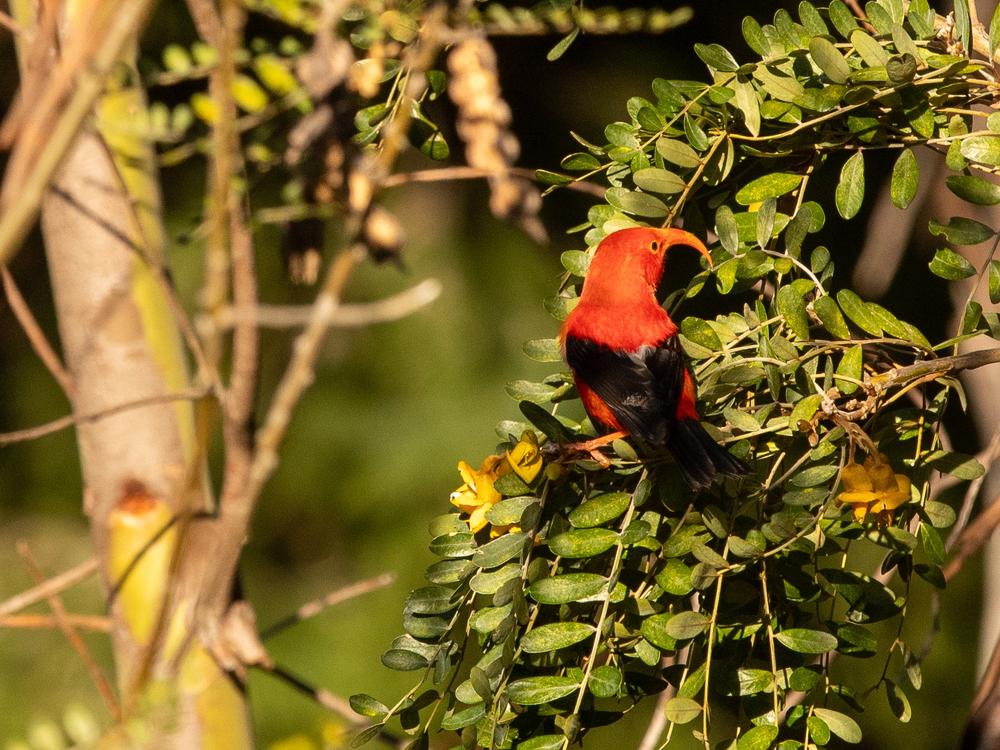 As biodiversity is lost at an increasing pace around the planet, wildlife conservationists are having to go to increasing lengths to save what’s left.