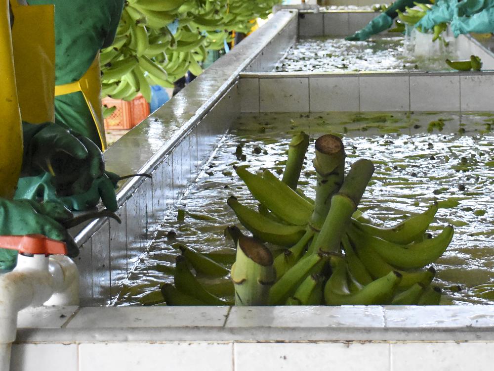 An aerial view of banana plantations in Apartado, Colombia, taken on June 11. Banana giant Chiquita Brands International says it will appeal a federal jury's decision finding it liable for financing a Colombian paramilitary group known for rampant killings.