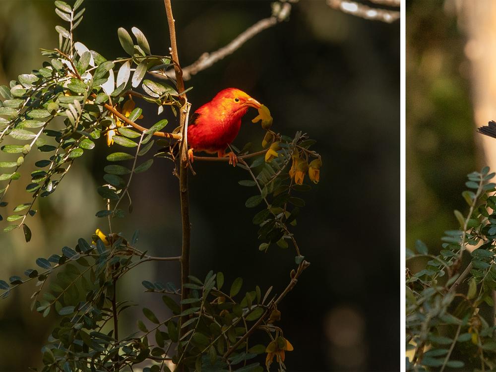 The 'i'iwi is one of Hawaii's honeycreepers, forest birds that are found nowhere else. There were once more than 50 species. Now, only 17 remain.