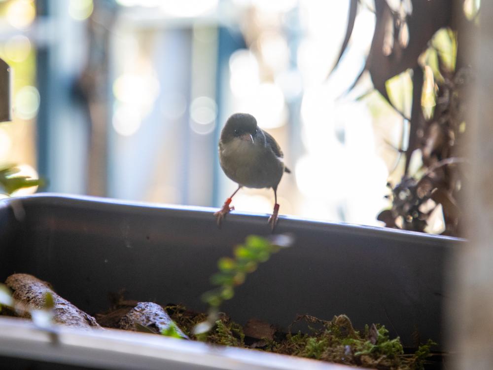  'Akikiki are expected to go extinct in the wild sometime this year. A handful of chicks born in captivity every year are helping stave off complete extinction.<br>