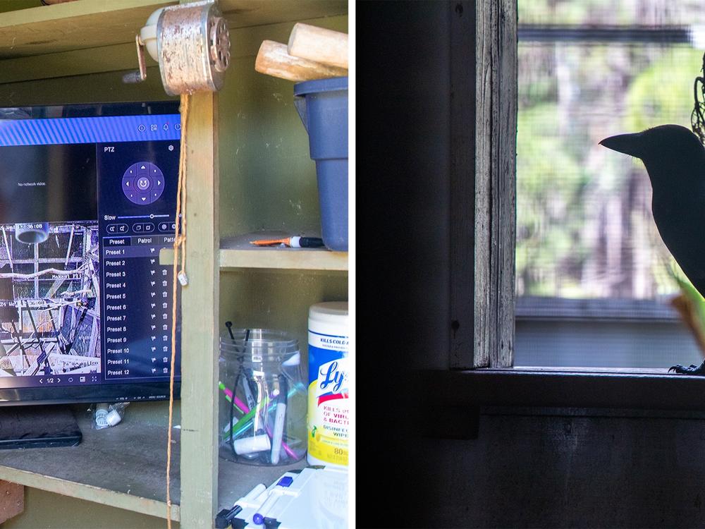 Birds brought to the Maui Bird Conservation Center are often the last of their species. Caretakers try to minimize contact with the birds in the hope that they will be released into the wild someday.