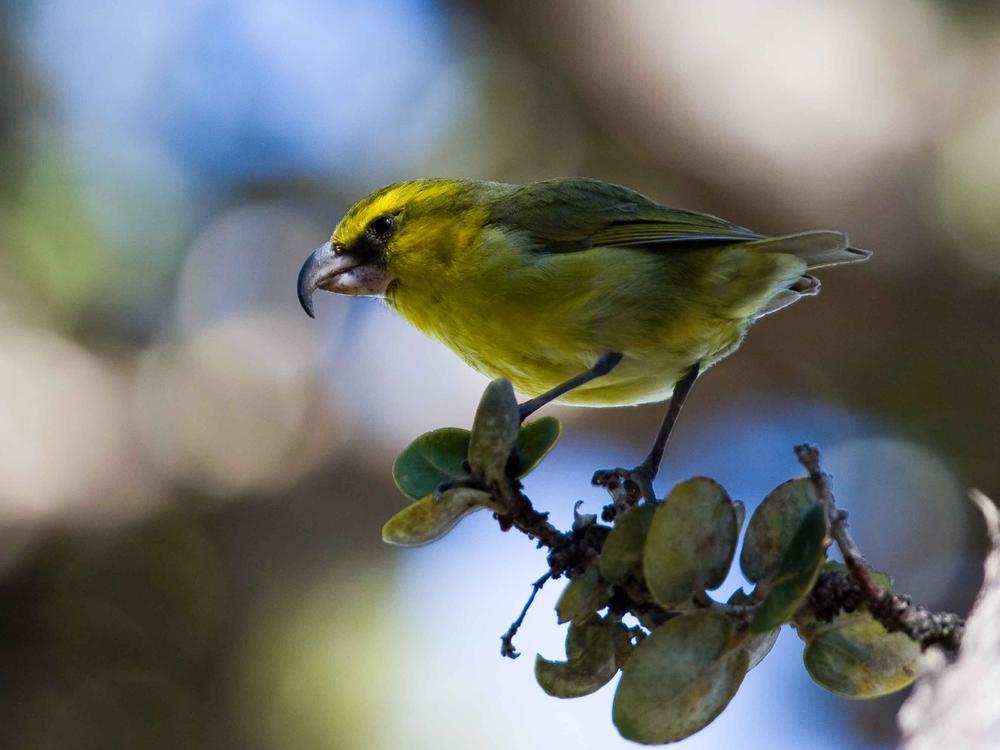 Suppressing mosquitoes could give birds like the kiwikiu a chance to survive. “There is no place safe for them, so we have to make that place safe again,” says Chris Warren of Haleakalā National Park. “It’s the only option.”<br/>
