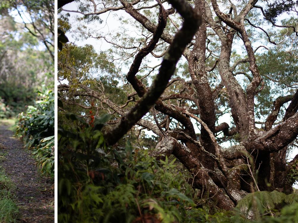 Christa Seidl of the Maui Forest Bird Recovery Project has listened as Maui’s forests have gone quiet. “We can’t act fast enough at this point,” she says.<br/>