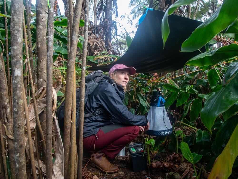 Christa Seidl checks a mosquito trap, baited with carbon dioxide, which simulates an animal breathing. Her team is monitoring mosquito levels to gauge if a new strategy to reduce them is working.<br/>