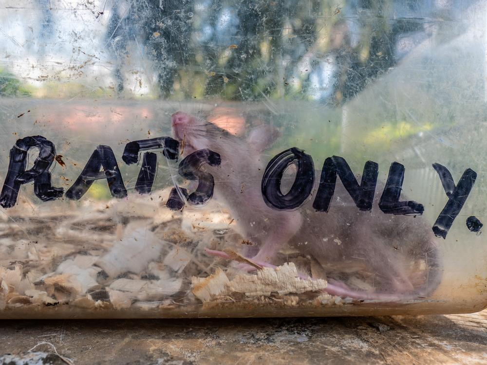 A baby African giant rat inside a traveling case bearing the words 