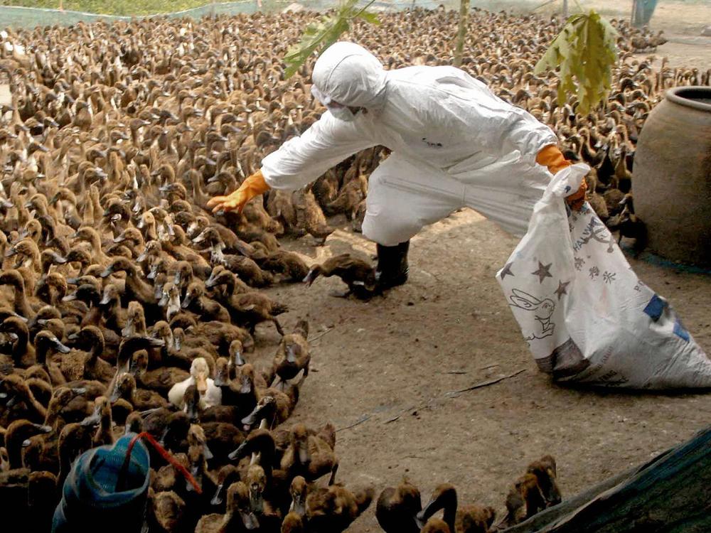 A health officer collects ducks to be killed at a farm north of Bangkok during Thailand's bird flu outbreak in the early 2000s. A massive culling of fowl was part of the country's strategy to quash the virus.