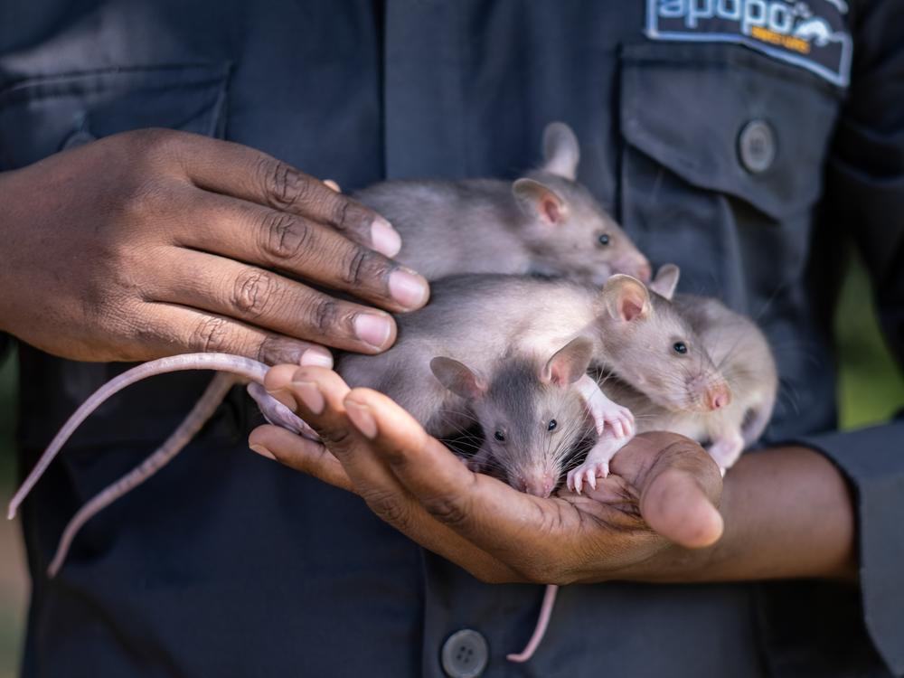 Rodent trainer Albert Carol holds several rat pups during a socialization exercise at the Apopo headquarters in Morogoro, Tanzania. At four weeks old, the rats are getting accustomed to humans as well as to a range of human and natural environments. Carol, known locally as Uncle Albert, is in charge of the maternity ward at Apopo's breeding facility and has lovingly raised more than 750 pups who have gone on to serve in a variety of roles from landmine detection to TB diagnosis.