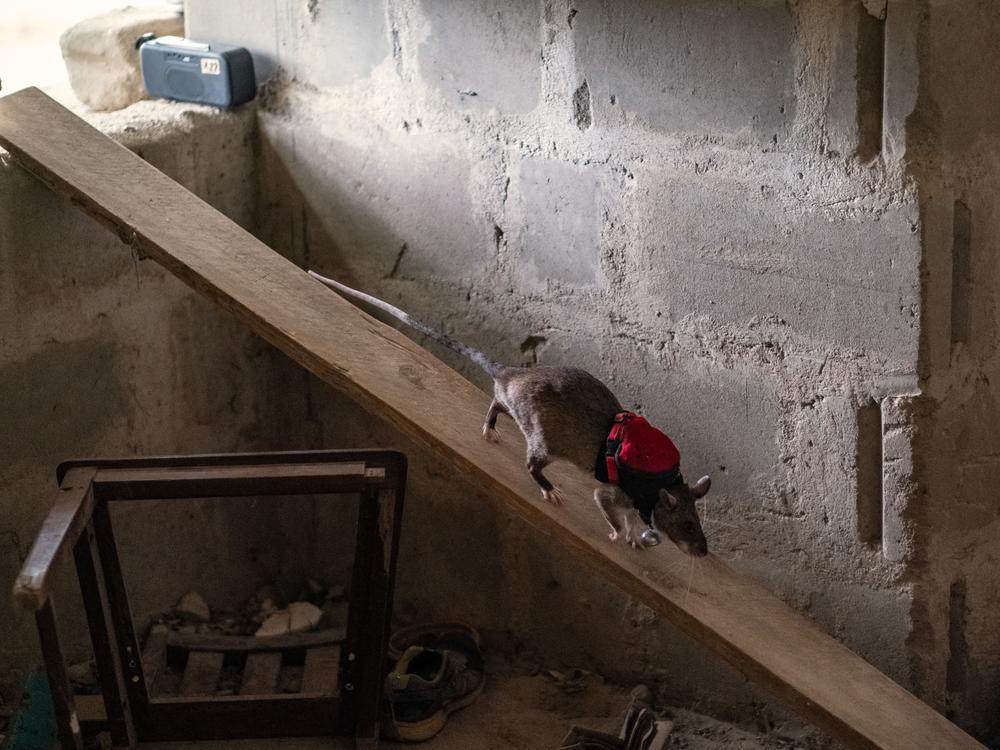 An African giant pouched rat enters a simulated disaster zone during a search-and-rescue training exercise at the Apopo training facility in Morogoro, Tanzania. The rats are taught to use their acute sense of smell to locate victims trapped under rubble.