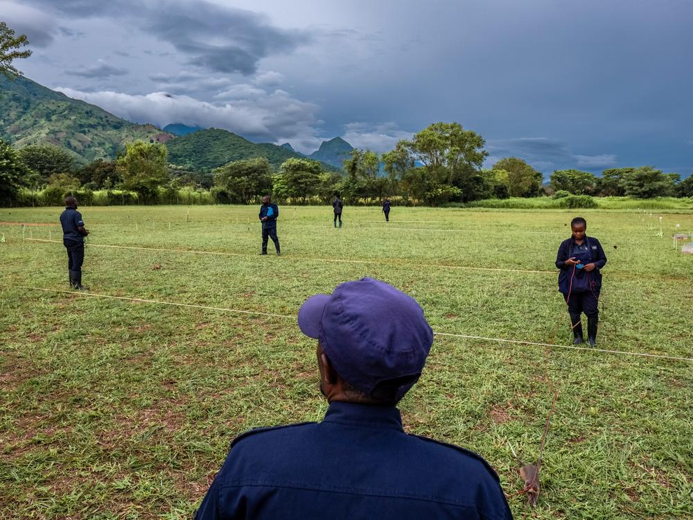 Rodent trainers from the non-profit, Apopo, conduct a landmine detection training exercise in Morogoro, Tanzania. African giant pouched rats are being trained to use their acute sense of smell to detect landmines buried underground. Rats who have graduated from the program are now being used to find landmines in several post-conflict countries.