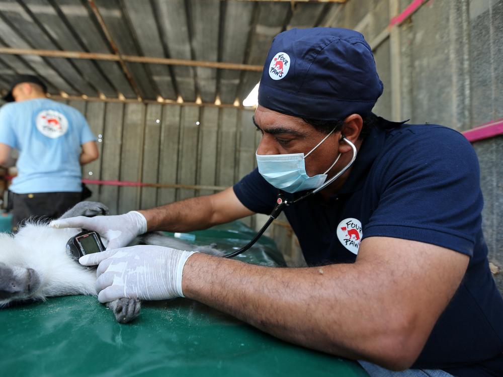 Veterinarian Amir Khalil from Four Paws International checks a monkey at a zoo in Khan Younis in the southern Gaza Strip in 2016. 