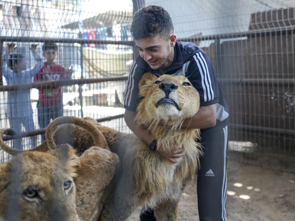 Mahmoud Jumaa embraces a lion evacuated from a zoo in the southern Gaza city of Rafah, in a small enclosure on a cow farm near Khan Younis, Gaza Strip, May 29.