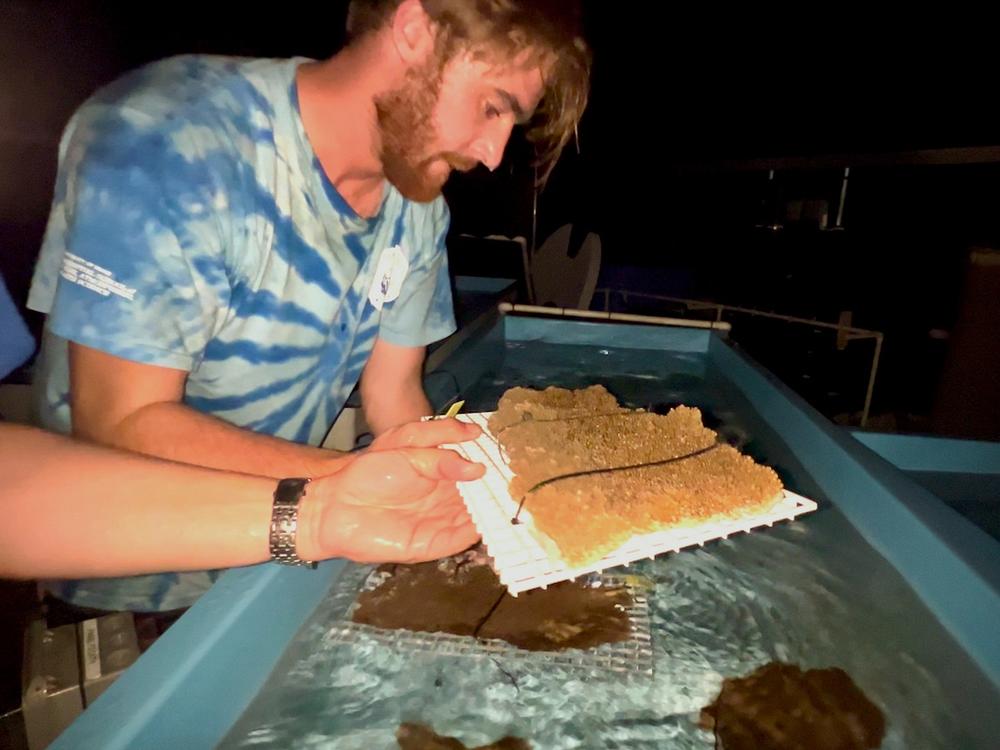 Coral Reef Futures Lab Manager Cameron McMath places places elkhorn coral into an outdoor runway tank to get acclimated after the trip from Honduras.