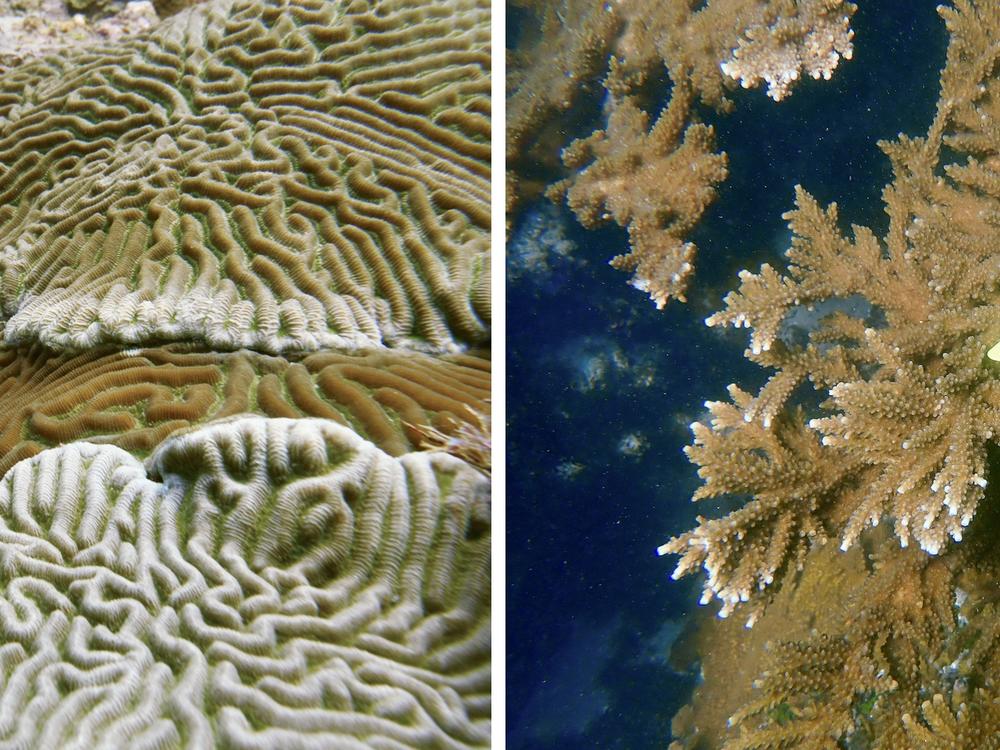 Brain coral, left, and endangered elkhorn coral on a reef near Tela, Honduras, grow in water where temperatures hover around 88 degrees. 