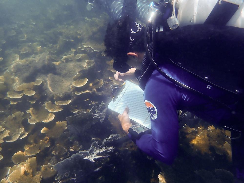  Fabrizio Conejo, a PhD student in Andrew Baker's lab, takes notes on elkhorn found on a Honduran reef. 