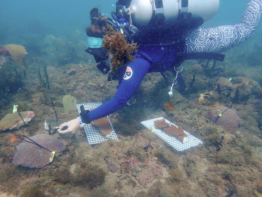 Cailyn Joseph, a graduate student in Andrew Baker's lab, organizes brain and elkhorn coral in Honduras before the trip to Miami.<br>