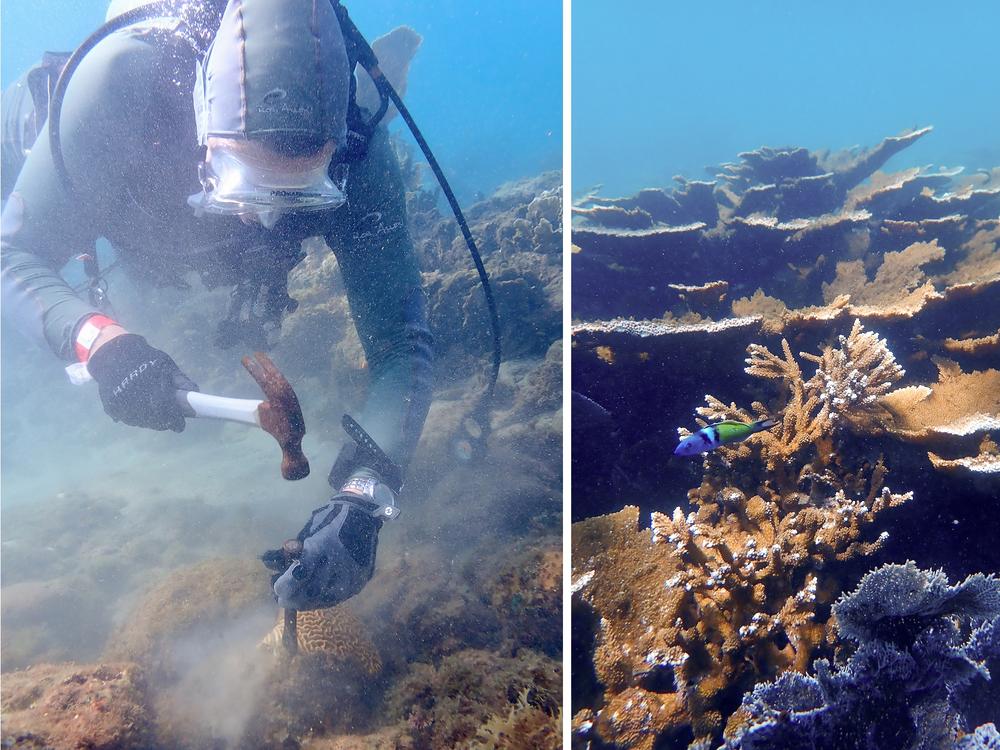 Andrew Baker, left, removes coral from a reef near Tela, Honduras. Healthy elkhorn coral, right, are critically endangered around the world.<br/>