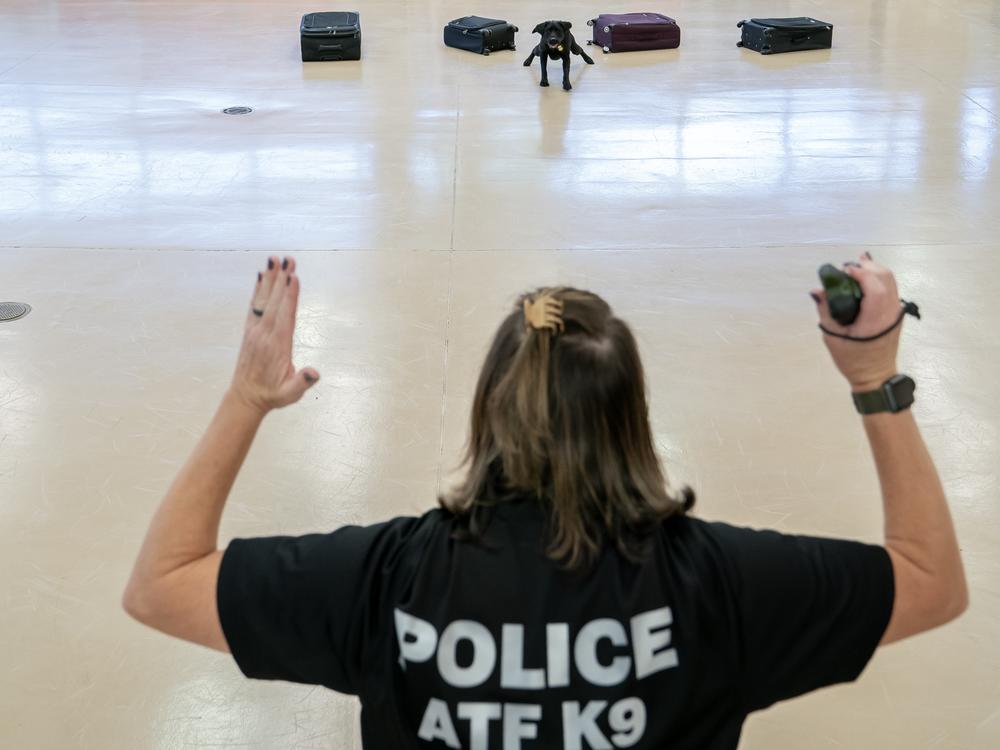 Special Agent Lindsey Bates praises her K-9, Maggie, during a demonstration of an explosives search following a graduation ceremony for Bureau of Alcohol, Tobacco, Firearms and Explosives (ATF) special agent canine handlers and their dogs at the ATF training facility in Front Royal, Va., on Friday, June 21, 2024.