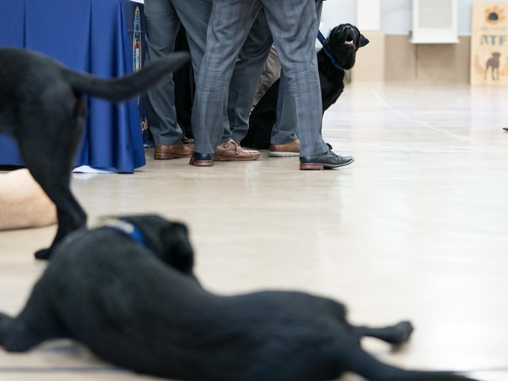 K-9 Oakley watches as his handler, Special Agent Mariah Maye, receives her certificate during a graduation ceremony for Bureau of Alcohol, Tobacco, Firearms and Explosives (ATF) Special Agent Canine Handlers and their dogs at the ATF training facility in Front Royal, Va., on Friday, June 21, 2024.