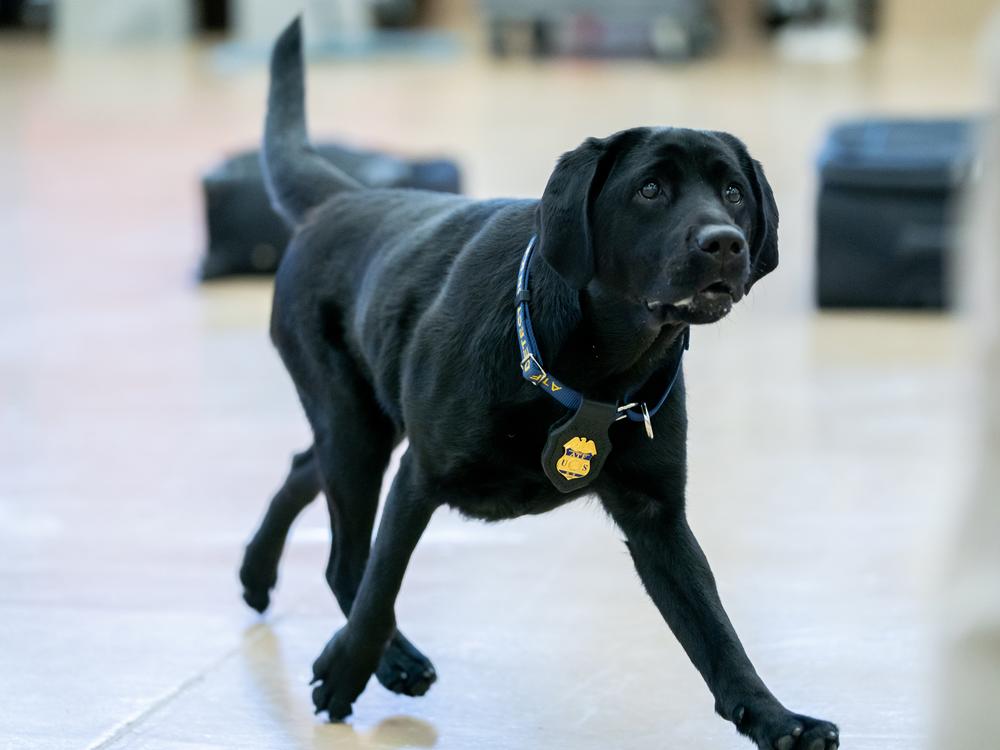 K-9 Maggie returns to her handler, Special Agent Lindsey Bates, during a demonstration of an explosives search following a graduation ceremony for Bureau of Alcohol, Tobacco, Firearms and Explosives (ATF) Special Agent Canine Handlers and their dogs at the ATF training facility in Front Royal, Va., on June 21.