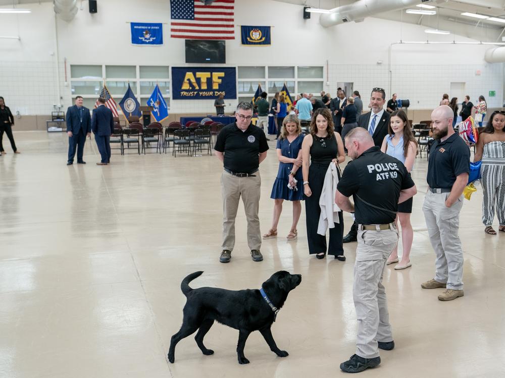 Audience members watch a demonstration by Special Agent Corey Wells and his K-9 Tara during a graduation ceremony for Bureau of Alcohol, Tobacco, Firearms and Explosives (ATF) special agent canine handlers and their dogs at the ATF training facility in Front Royal, Va., on Friday, June 21, 2024.