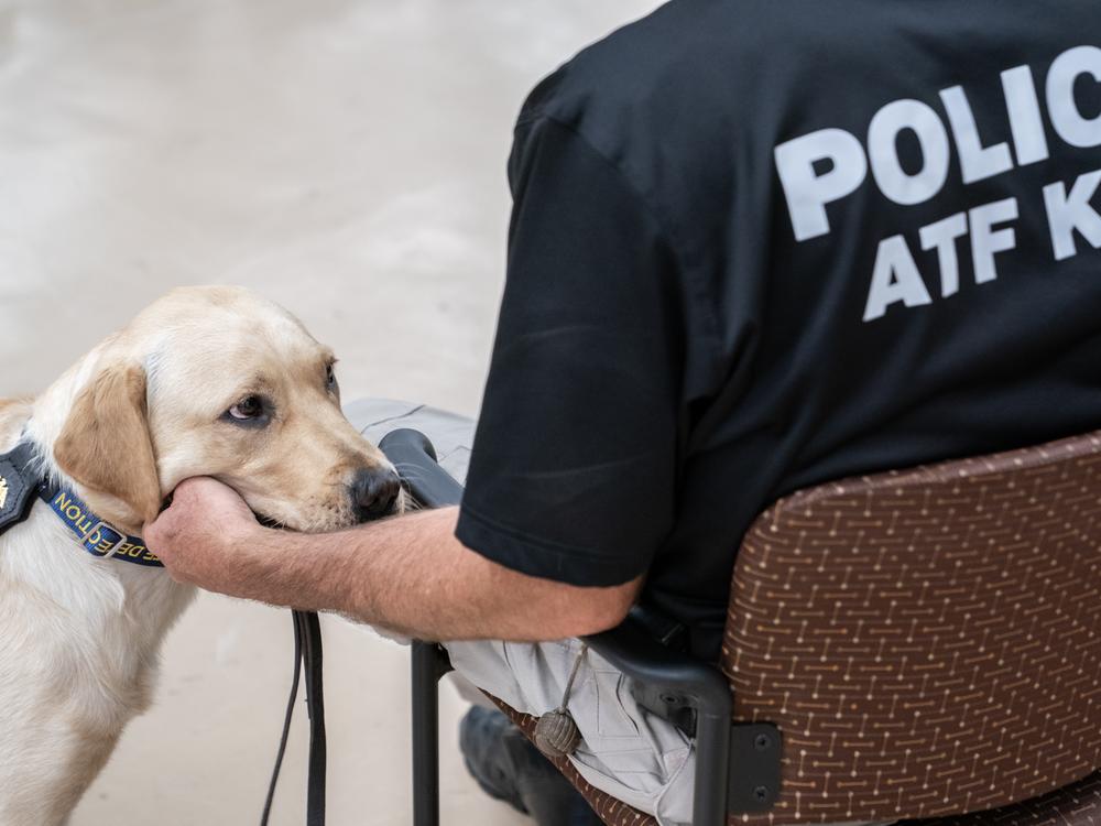 K-9 Derb looks toward her handler, Special Agent David Wiley, during a graduation ceremony for Bureau of Alcohol, Tobacco, Firearms and Explosives (ATF) Special Agent Canine Handlers and their dogs at the ATF training facility in Front Royal, Va., on June 21.