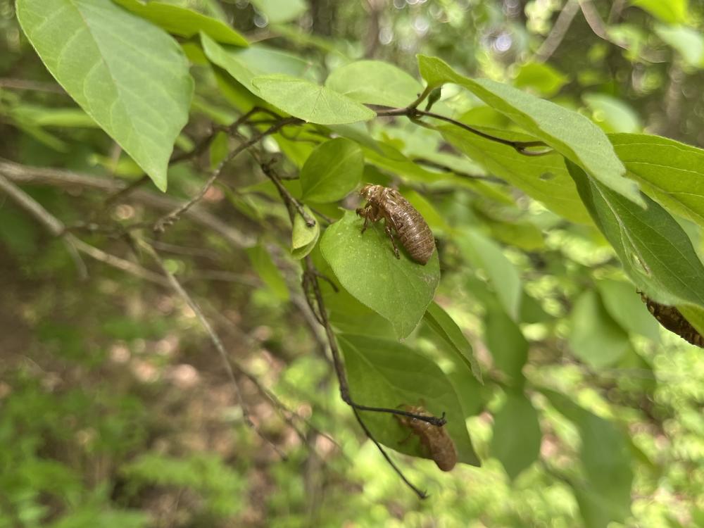Before they can sing, periodical cicada nymphs molt and leave behind exoskeletons like these. Trillions of cicadas emerged this year in the Midwest and Southeast. 