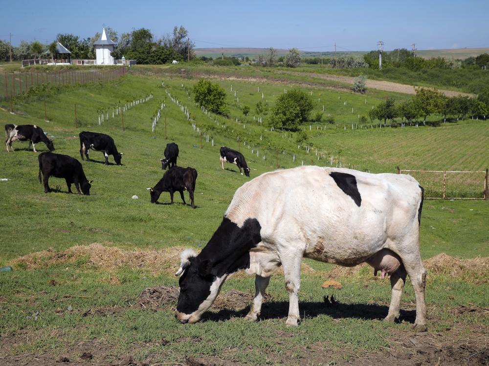 Cows graze in a field in Luncavita, Romania, in this file photo. Denmark will impose cattle farmers with a tax on livestock carbon dioxide emissions starting in 2030, claiming it will be the first country to do so in a move to reduce greenhouse gas emissions from each of its cows.