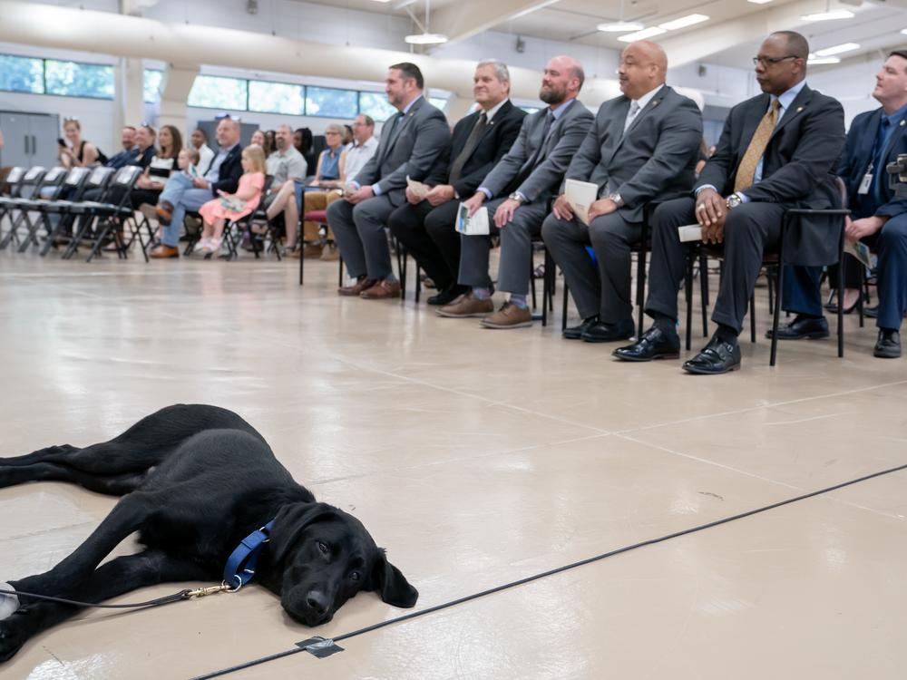 K-9 Murphy rests during a graduation ceremony for Bureau of Alcohol, Tobacco, Firearms and Explosives (ATF) special agent canine handlers and their dogs at the ATF training facility in Front Royal, Va., on Friday, June 21, 2024.