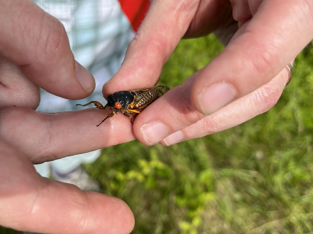 Individually, periodical cicadas aren’t especially noisy, but when they cluster, their collective song can get as loud as a gas-powered lawnmower. Professor Kasey Fowler-Finn holds one in St. Louis last month.