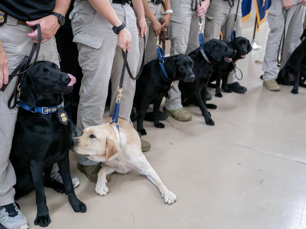 Bureau of Alcohol, Tobacco, Firearms and Explosives (ATF) Special Agent Canine Handlers wrangle their K-9s for a team photo following a graduation ceremony at the ATF training facility in Front Royal, Va., on June 21. 