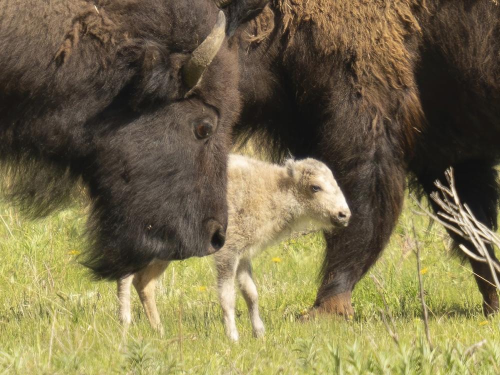 This photo shows a white buffalo calf born on June 4, 2024, in the Lamar Valley in Yellowstone National Park, a spiritually significant event for many Native American tribes.