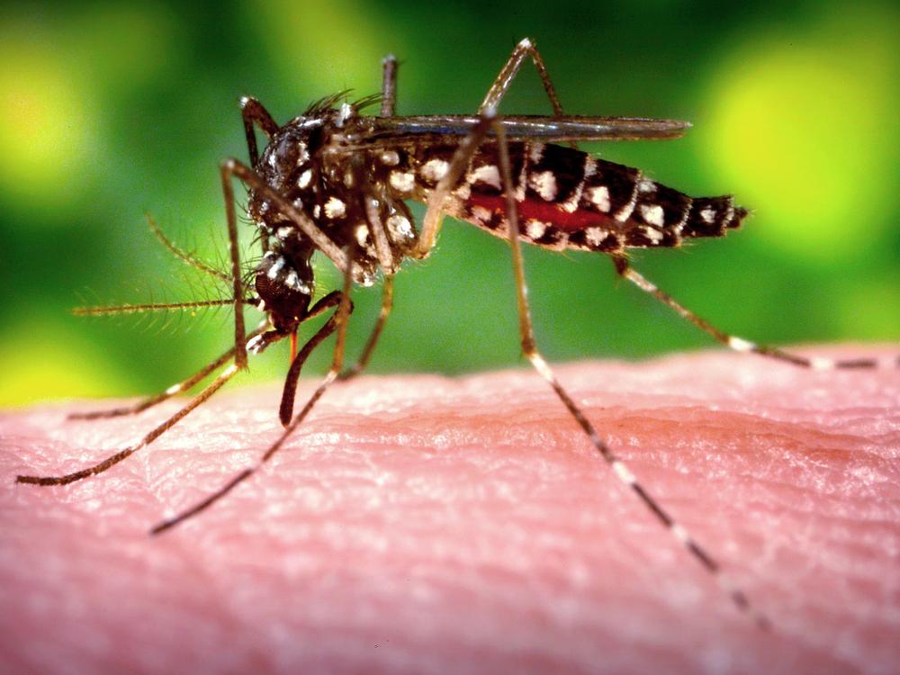 A female <em>Aedes aegypti</em> mosquito, the species that transmits dengue, draws blood meal from a human host.