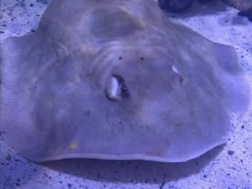 An aquarium near Asheville, N.C., posted updates for weeks after saying in February that Charlotte, a round stingray, was pregnant. The news drew international headlines — but the facility now says the ray is sick, not pregnant.  In this image from an April video update, the ray has a noticeable bulge on her back. 